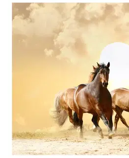 Tapety zvieratá Fototapeta stádo koní - Running horses