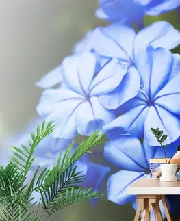 Samolepiace tapety Samolepiaca fototapeta divoké modré kvety