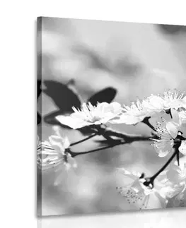 Čiernobiele obrazy Obraz čerešňový kvet v čiernobielom prevedení