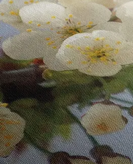 Obrazy kvetov Obraz kvitnúci konárik čerešne