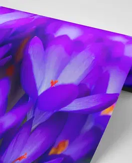 Samolepiace tapety Samolepiaca fototapeta kvitnúci fialový šafrán