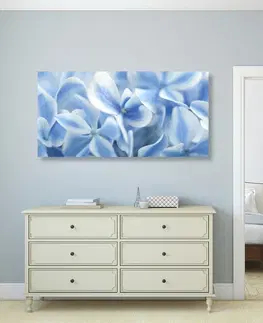 Obrazy kvetov Obraz modro-biele kvety hortenzie