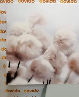Obrazy kvetov Obraz arktické kvety bavlny