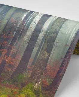 Samolepiace tapety Samolepiaca fototapeta tajomstvo lesa