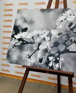 Čiernobiele obrazy Obraz čerešňový kvet v čiernobielom prevedení