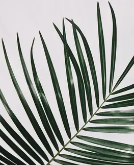 Obrazy zátišie Obraz nádherný palmový list