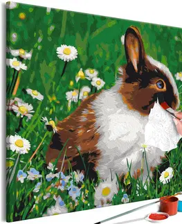 Maľovanie podľa čísiel Obraz maľovanie podľa čísiel zajačik na lúke - Rabbit in the Meadow