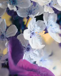 Tapety kvety Fototapeta kvitnúca vetvička čerešne