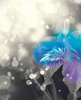 Tapety kvety Tapeta utajená krása ľalie