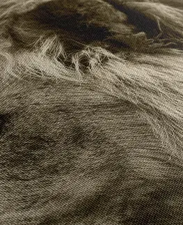 Čiernobiele obrazy Obraz africký lev v sépiovom prevedení
