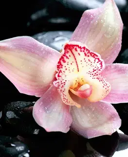 Tapety Feng Shui Fototapeta exotická orchidea