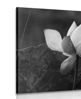 Čiernobiele obrazy Obraz jemný lotosový kvet v čiernobielom prevedení