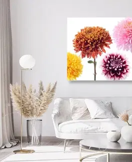 Obrazy kvetov Obraz kvety dálie v rozmanitom dizajne