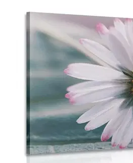 Obrazy kvetov Obraz nádherná sedmokráska