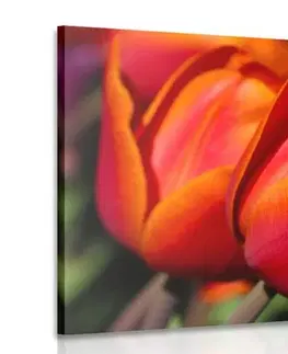 Obrazy kvetov Obraz nádherné tulipány na lúke