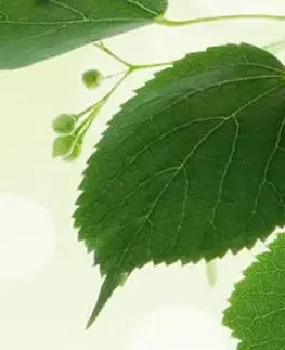 Tapety Samolepiaca fototapeta do kuchyne zelené listy
