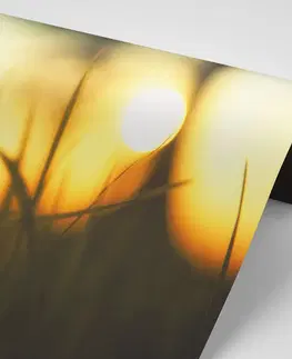 Samolepiace tapety Samolepiaca fototapeta zapadajúce slnko v tráve