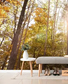 Tapety príroda Fototapeta les v jesenných farbách