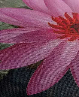 Obrazy kvetov Obraz očarujúci lotosový kvet