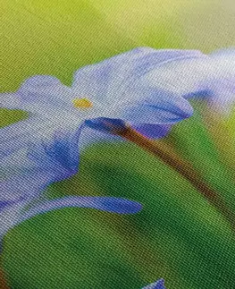 Obrazy kvetov Obraz kvety na lúke v jarnom období