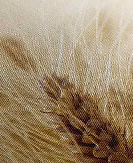 Obrazy prírody a krajiny Obraz pšeničné pole