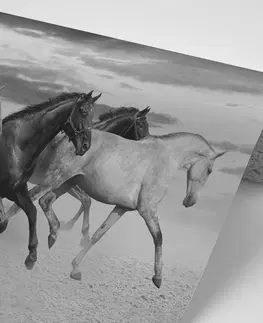 Čiernobiele tapety Tapeta čiernobiele stádo koní