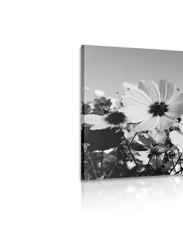 Čiernobiele obrazy Obraz lúka jarných kvetov v čiernobielom prevedení