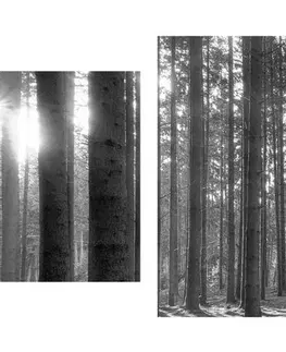 Čiernobiele obrazy 5-dielny obraz ráno v lese v čiernobielom prevedení