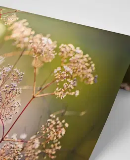 Samolepiace tapety Samolepiaca fototapeta zátišie z kvetov