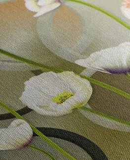Obrazy kvetov Obraz biele maky na abstraktnom pozadí