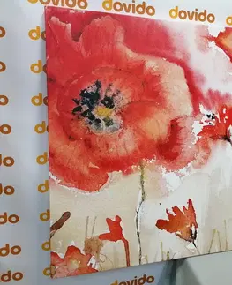 Obrazy kvetov Obraz červené maky na poli