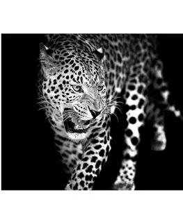 Dekorácie a bytové doplnky Obraz Glasspik Animals 70X100 GL106 Leopard