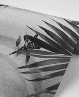 Čiernobiele tapety Fototapeta čiernobiele mušle pod palmovými listam