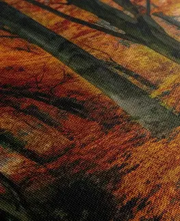 Obrazy prírody a krajiny Obraz les v jesennom období