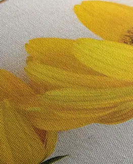 Obrazy kvetov Obraz nádherné žlté kvety