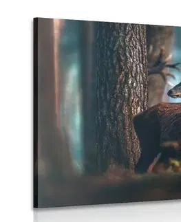 Obrazy zvierat Obraz jeleň v borovicovom lese