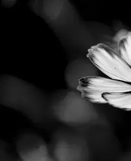 Samolepiace tapety Samolepiaca fototapeta záhradný čiernobiely kvet krasuľky