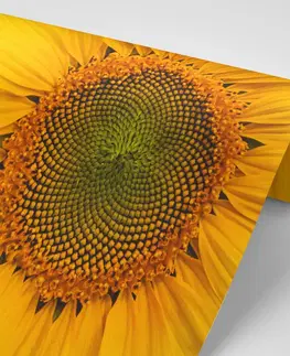 Tapety kvety Fototapeta žltá slnečnica