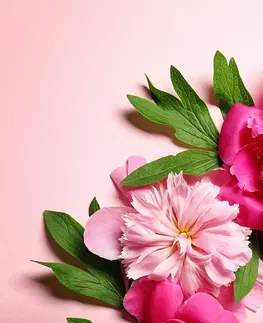 Tapety kvety Fototapeta pivonky v ružovej farbe