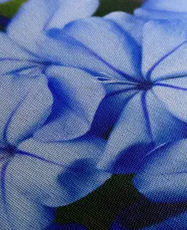 Obrazy kvetov Obraz divoké modré kvety