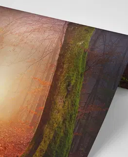 Samolepiace tapety Samolepiaca tapeta les v rozprávkových farbách