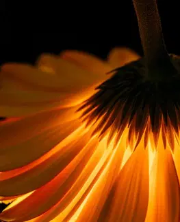 Tapety kvety Fototapeta gerbera na tmavom pozadí
