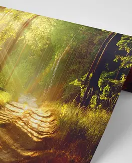 Tapety príroda Fototapeta slnečné lúče v lese