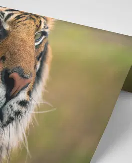 Samolepiace tapety Samolepiaca fototapeta bengálsky tiger