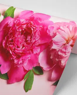 Tapety kvety Fototapeta pivonky v ružovej farbe