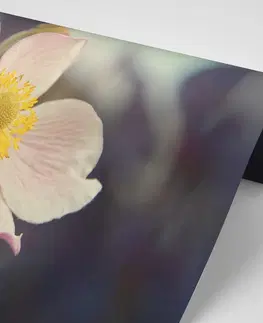 Samolepiace tapety Samolepiaca fototapeta jemnosť kvetu