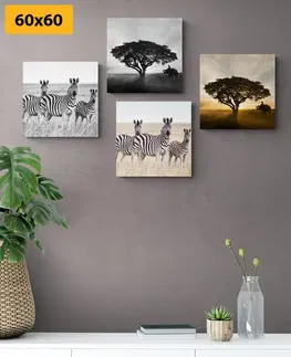 Zostavy obrazov Set obrazov zvieratá žijúce na Savane