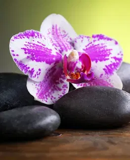 Tapety Feng Shui Fototapeta orchidea a čierne kamene