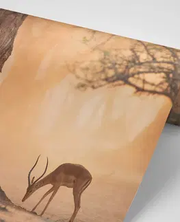 Samolepiace tapety Samolepiaca fototapeta africká antilopa