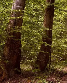 Samolepiace tapety Samolepiaca fototapeta zelený les